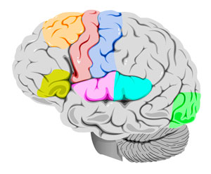 Anatomical image of a brain